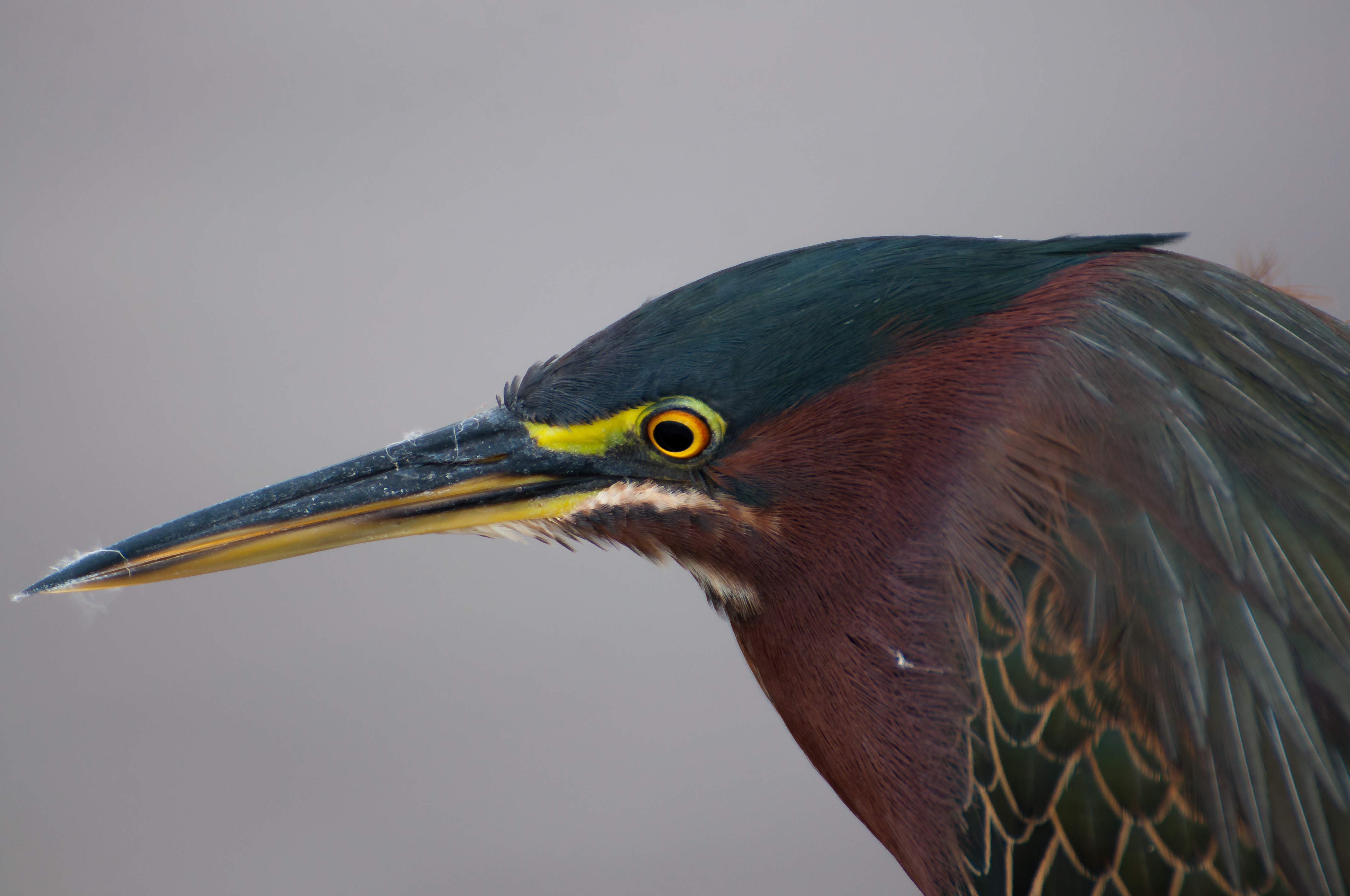 Wildlife Photography at Blackpoint Wildlife Drive