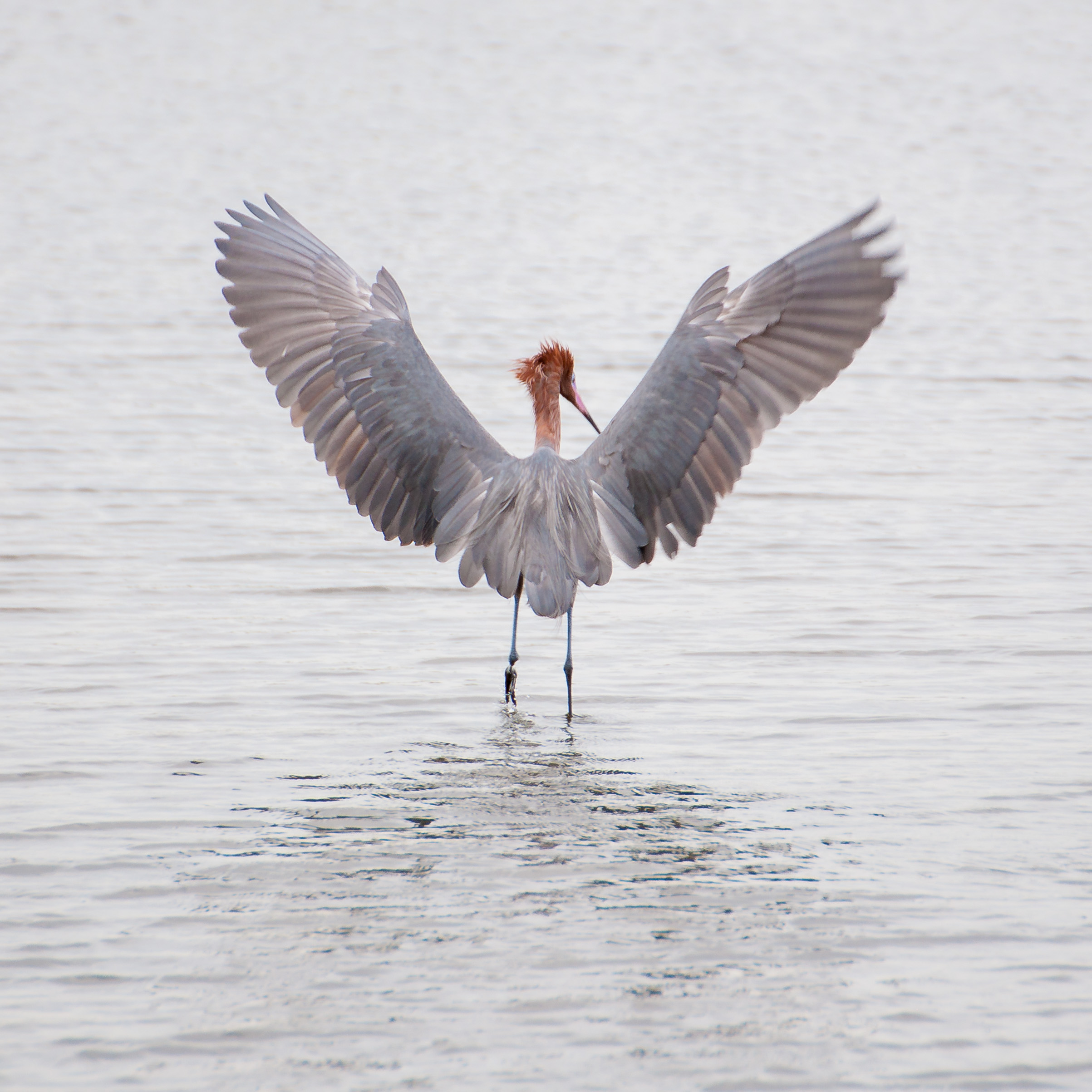 Wildlife Photography at Blackpoint Wildlife Drive