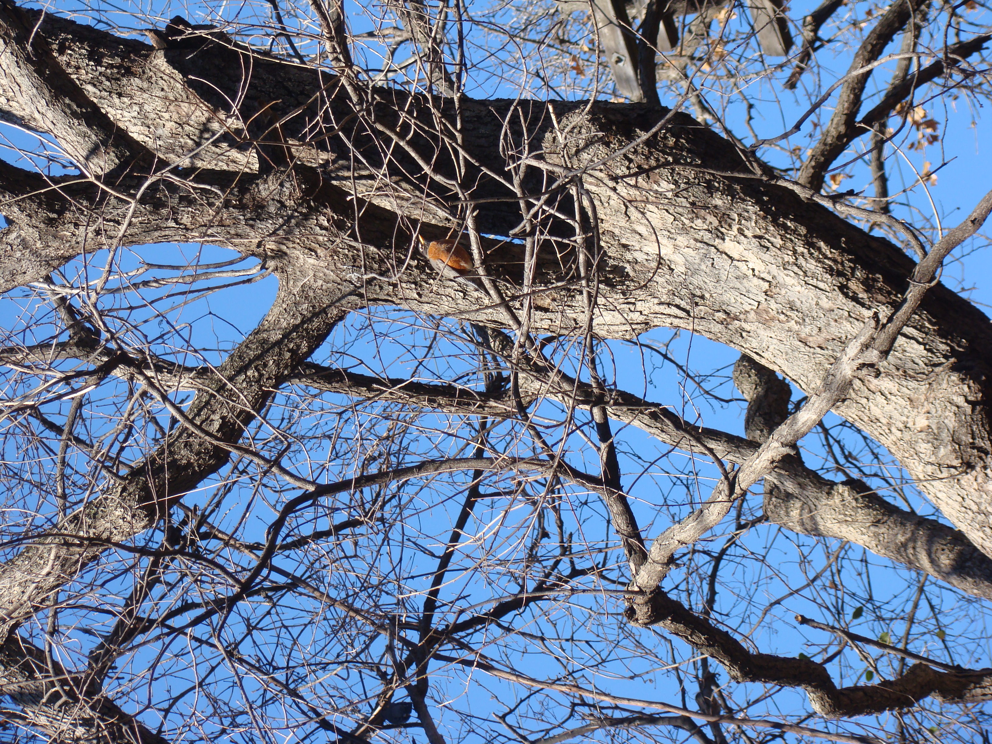Run from Fink Park to Hafer Park Loop