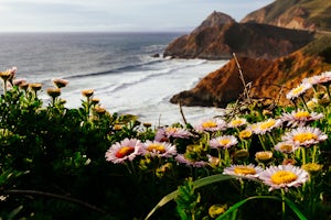 Gray Whale Cove Loop