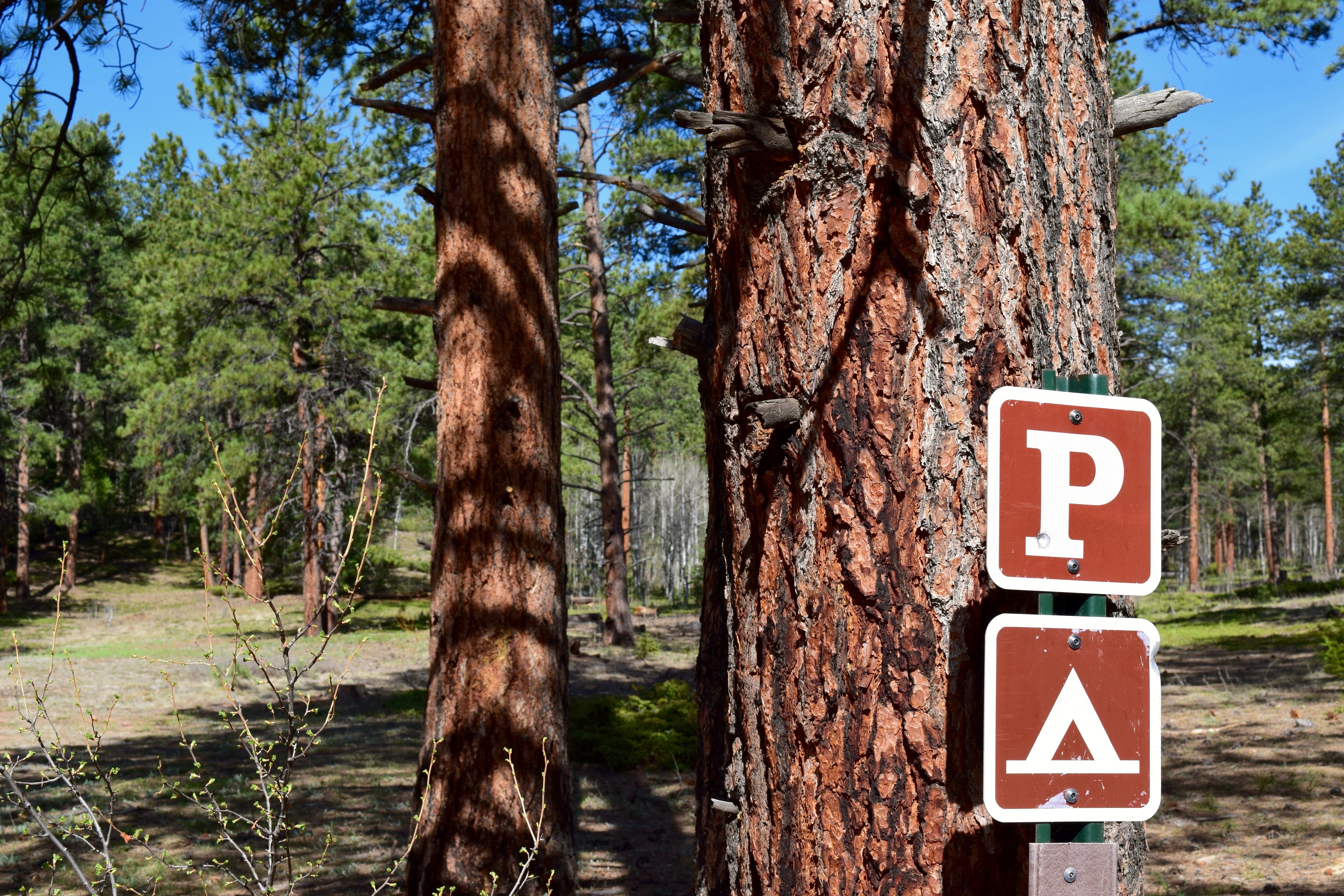 Dispersed Camp at the Buffalo Creek Area in Pike National Forest