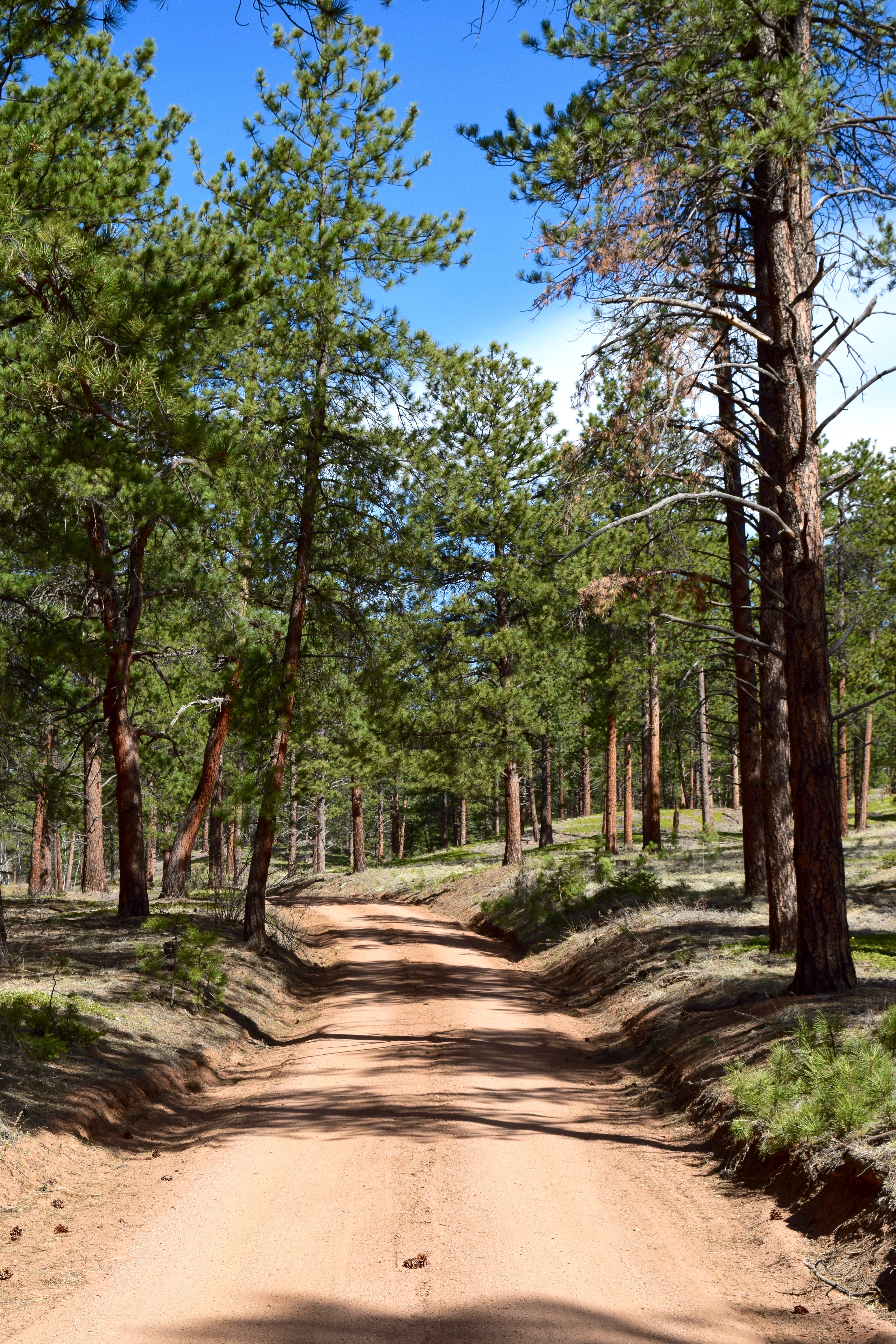 Dispersed Camp at the Buffalo Creek Area in Pike National Forest