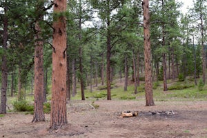 Dispersed Camp at the Buffalo Creek Area in Pike National Forest