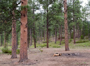 Dispersed Camp at the Buffalo Creek Area in Pike National Forest