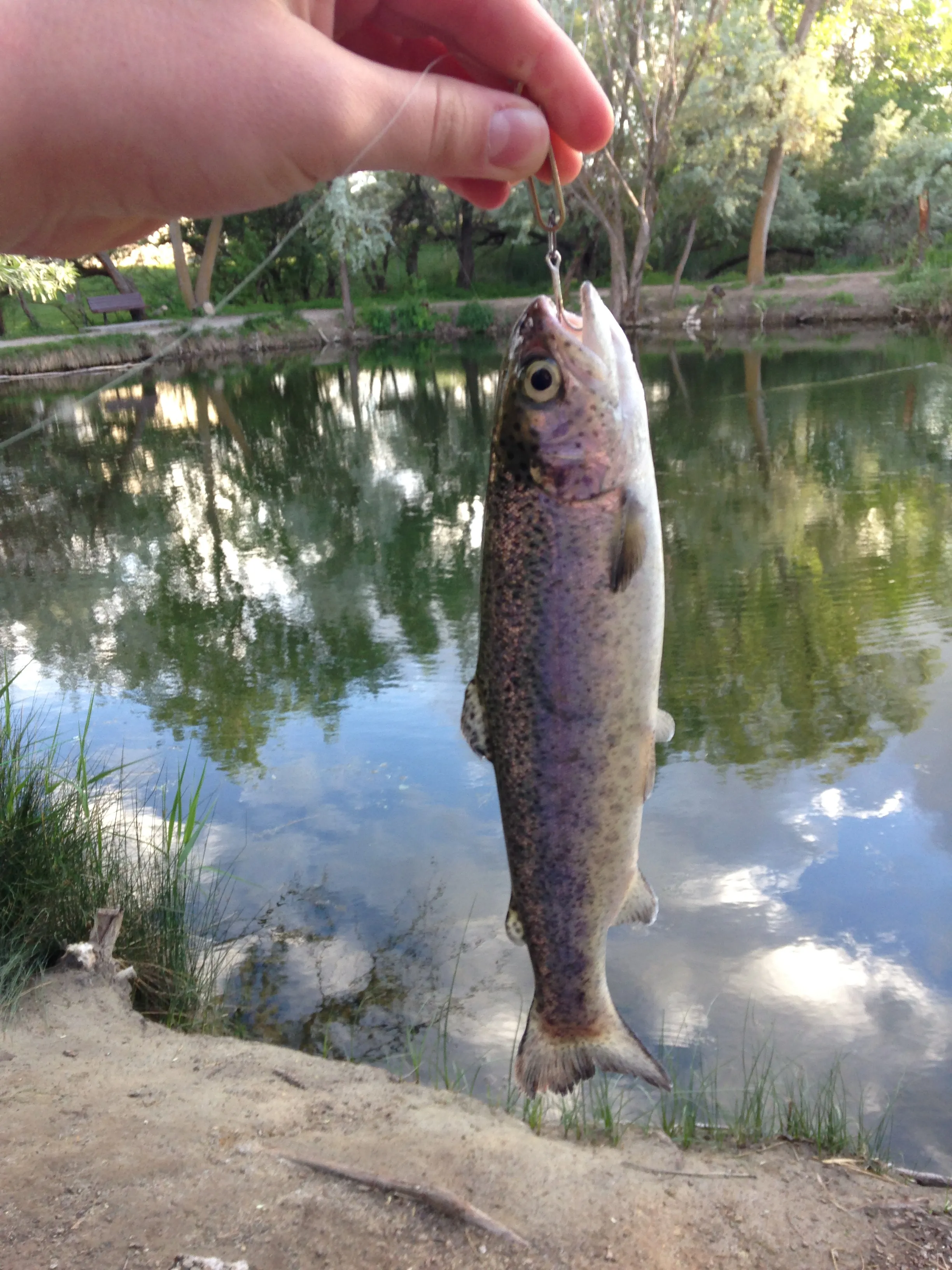 Fish at Sunset Pond