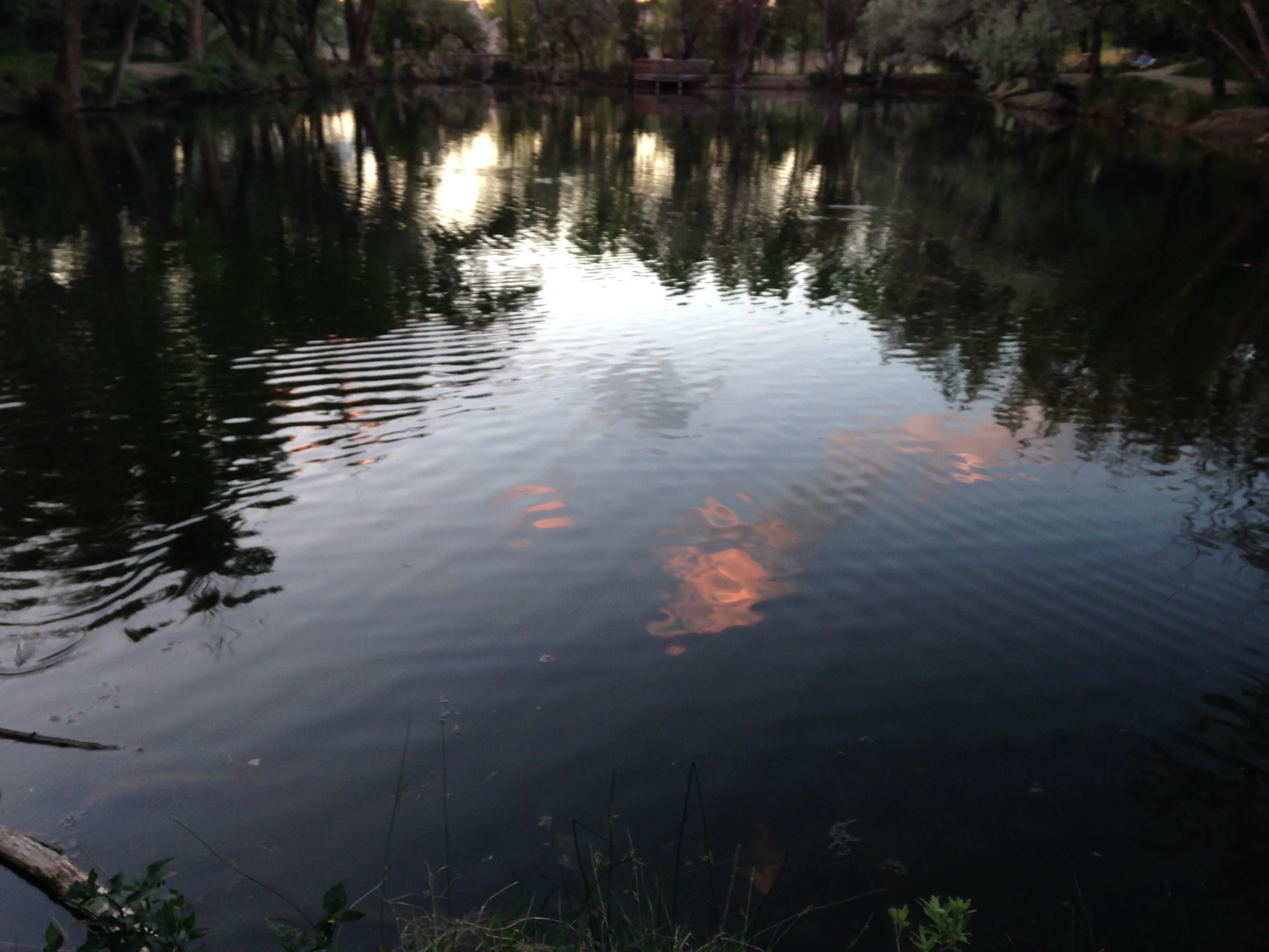 Fish at Sunset Pond