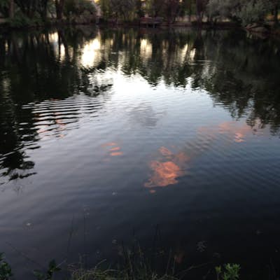 Fish at Sunset Pond