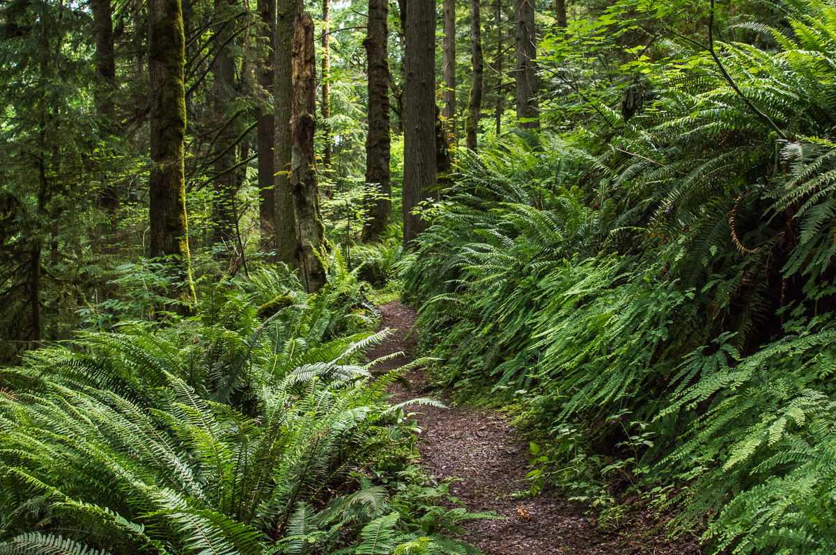 Far County Falls via Licorice Fern Trail, Renton, Washington