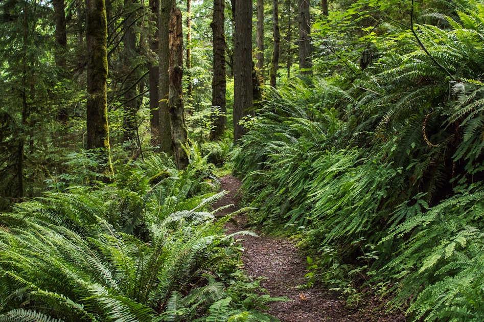Hike or Run the Licorice Fern Trail, Renton, Washington
