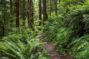 Far County Falls via Licorice Fern Trail