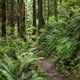 Hike or Run the Licorice Fern Trail