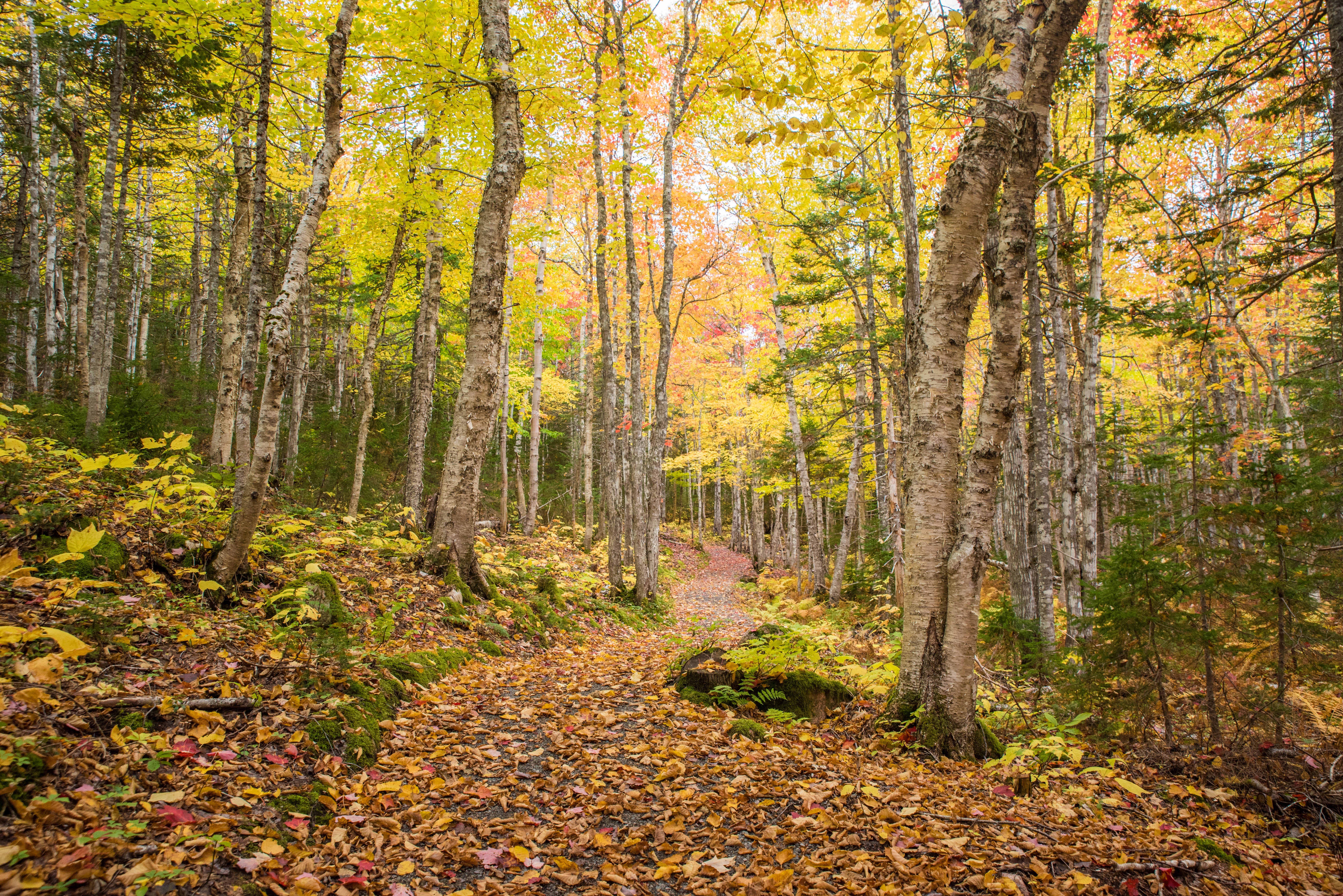 Franey Mountain Loop