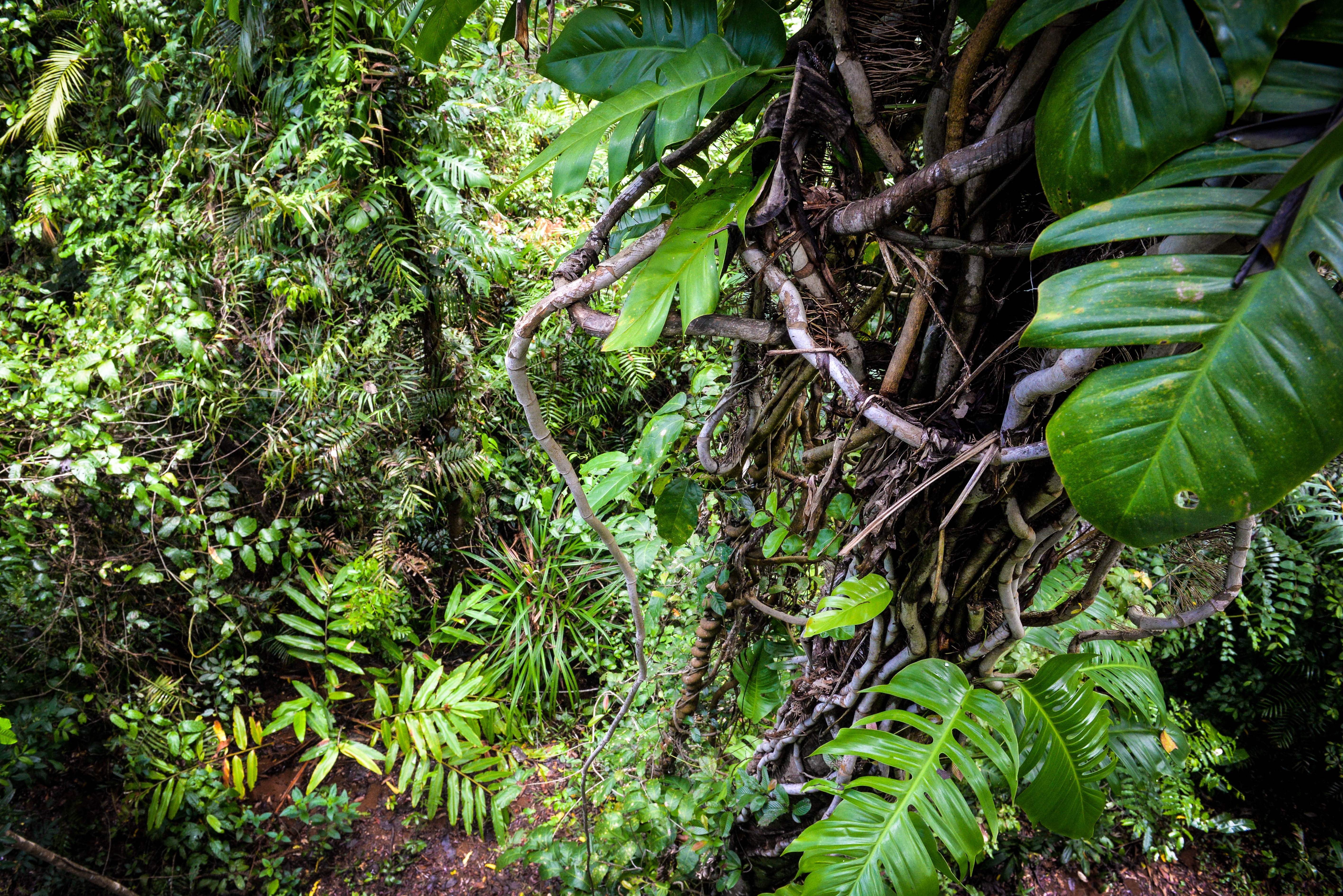 Visit the Mamu Tropical Skywalk