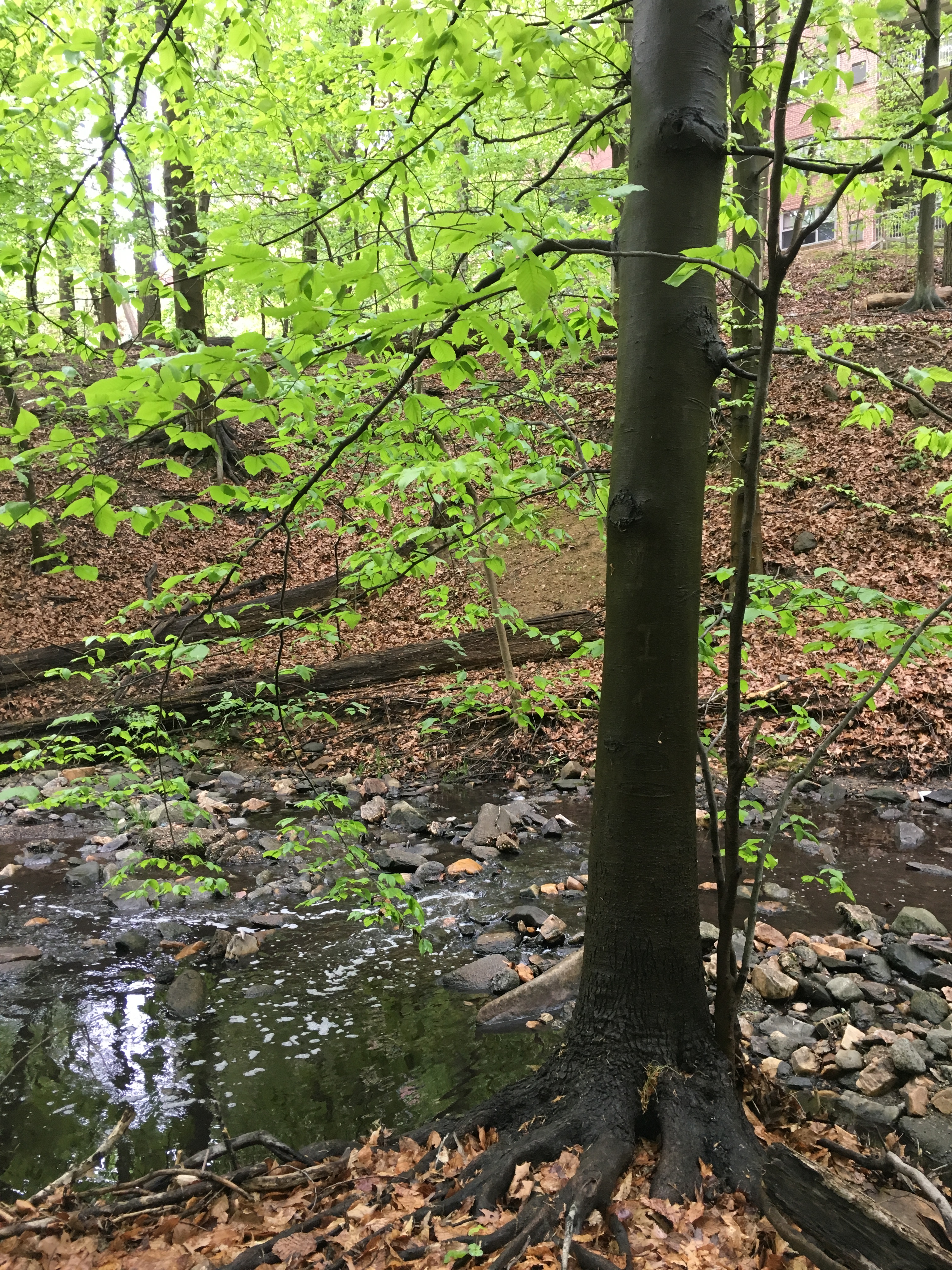 Hike the Soapstone Valley Trail