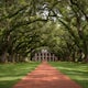 Explore the Oak Alley Plantation