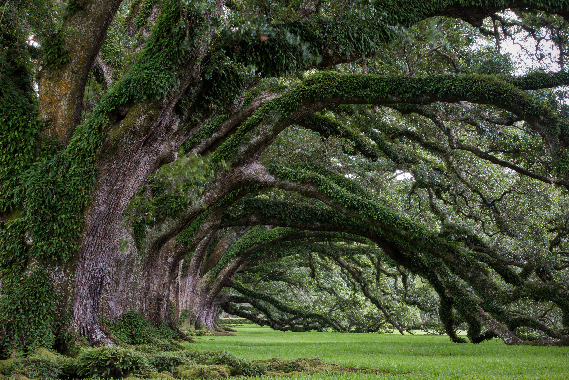 Explore the Oak Alley Plantation