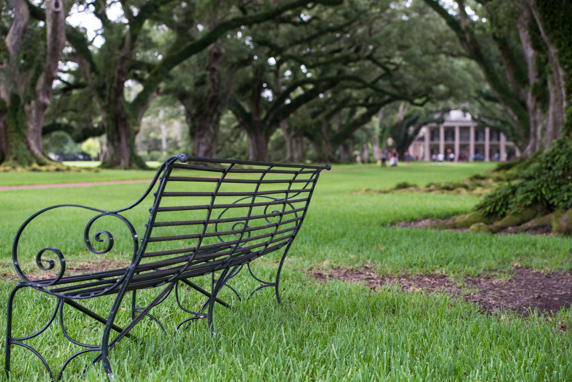 Explore the Oak Alley Plantation