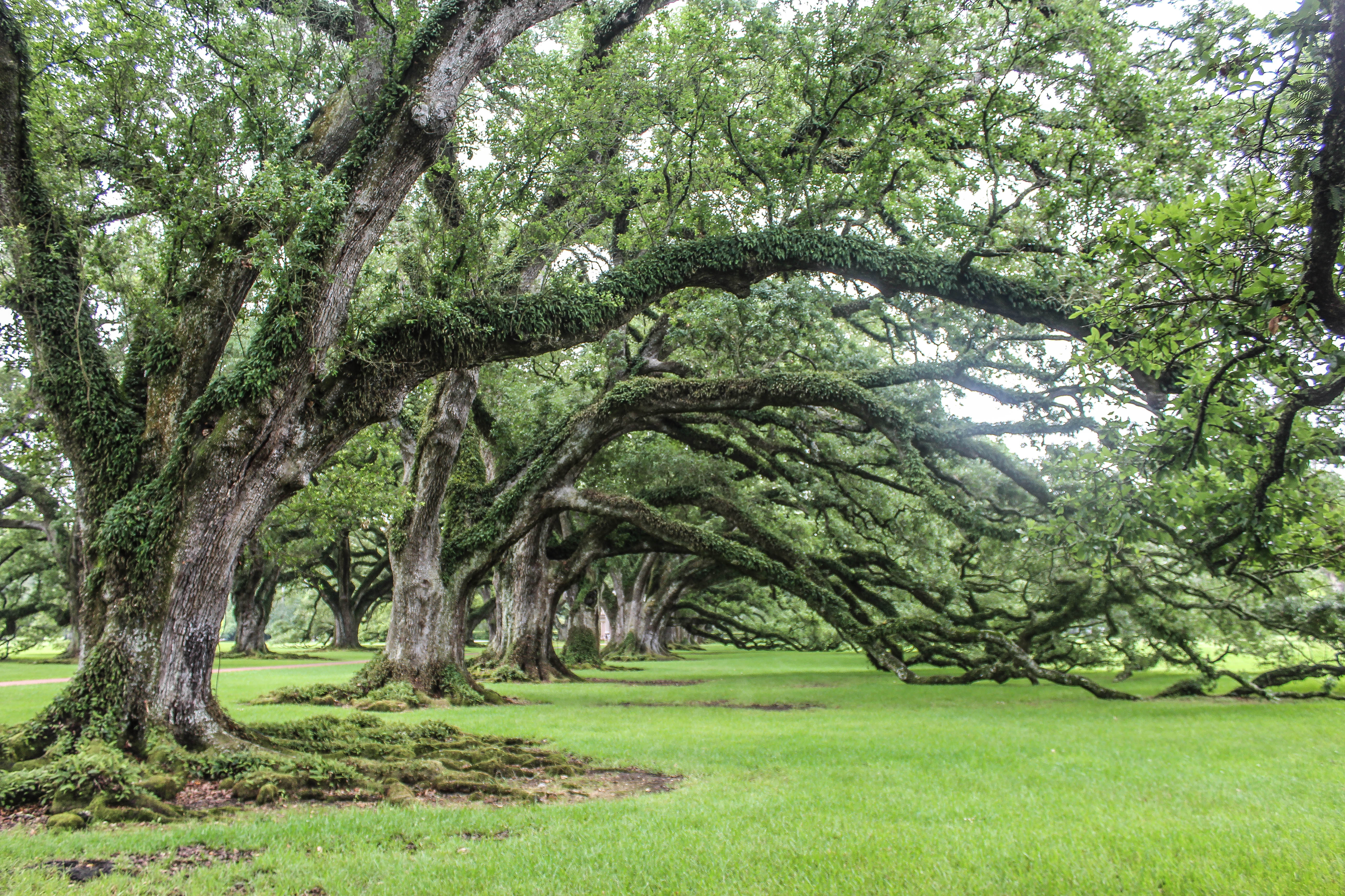 Visit Oak Alley Plantation