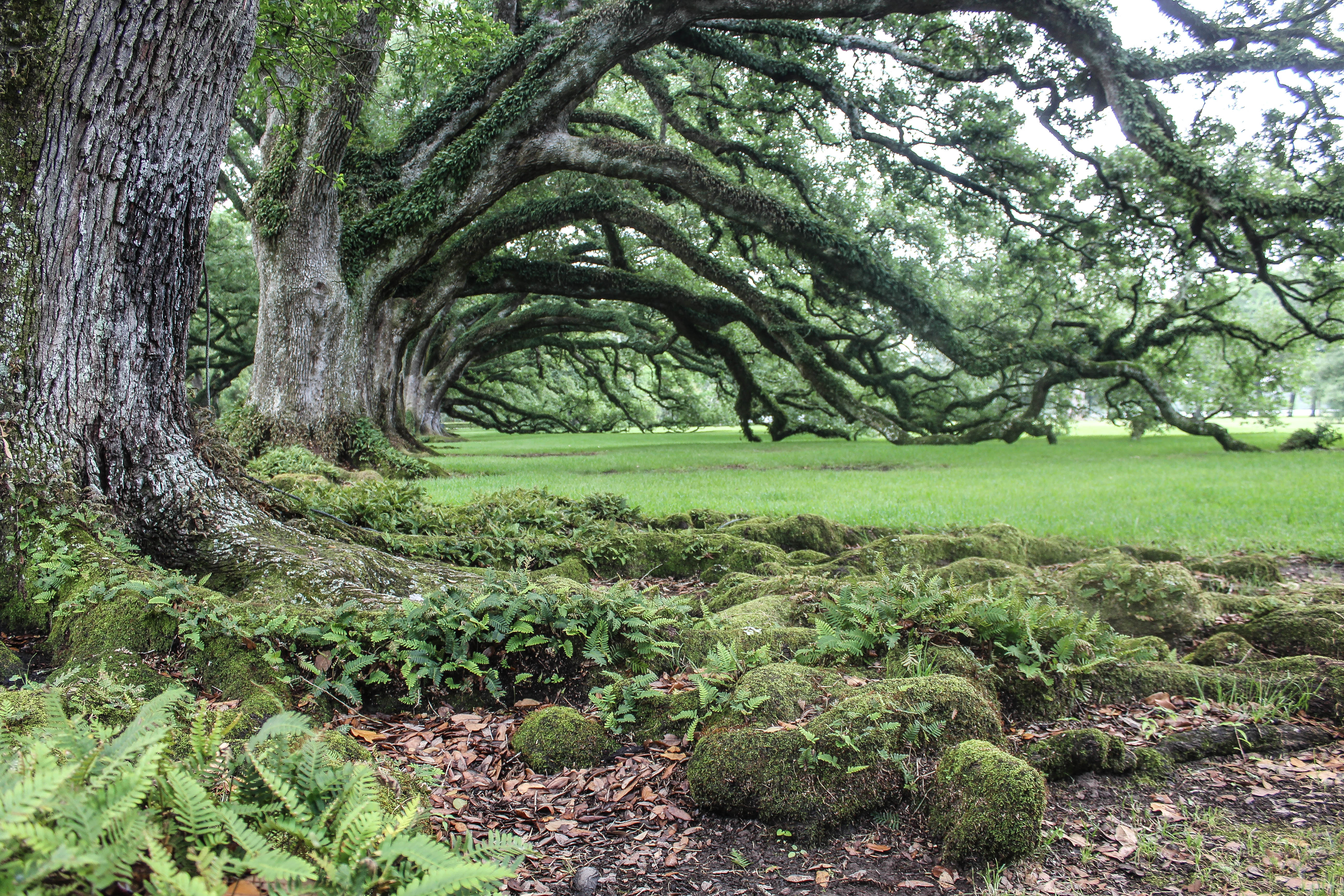 Visit Oak Alley Plantation