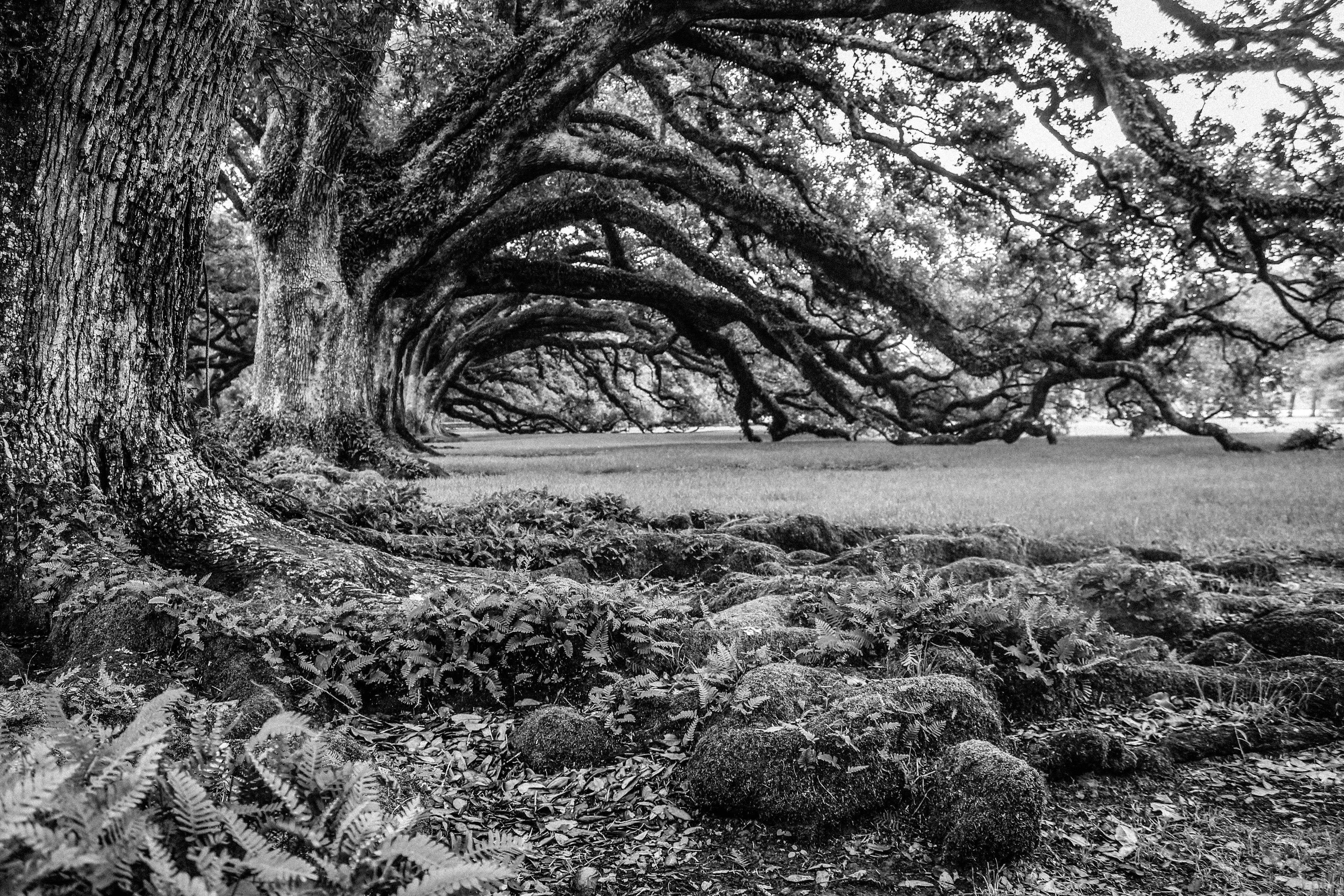 Visit Oak Alley Plantation