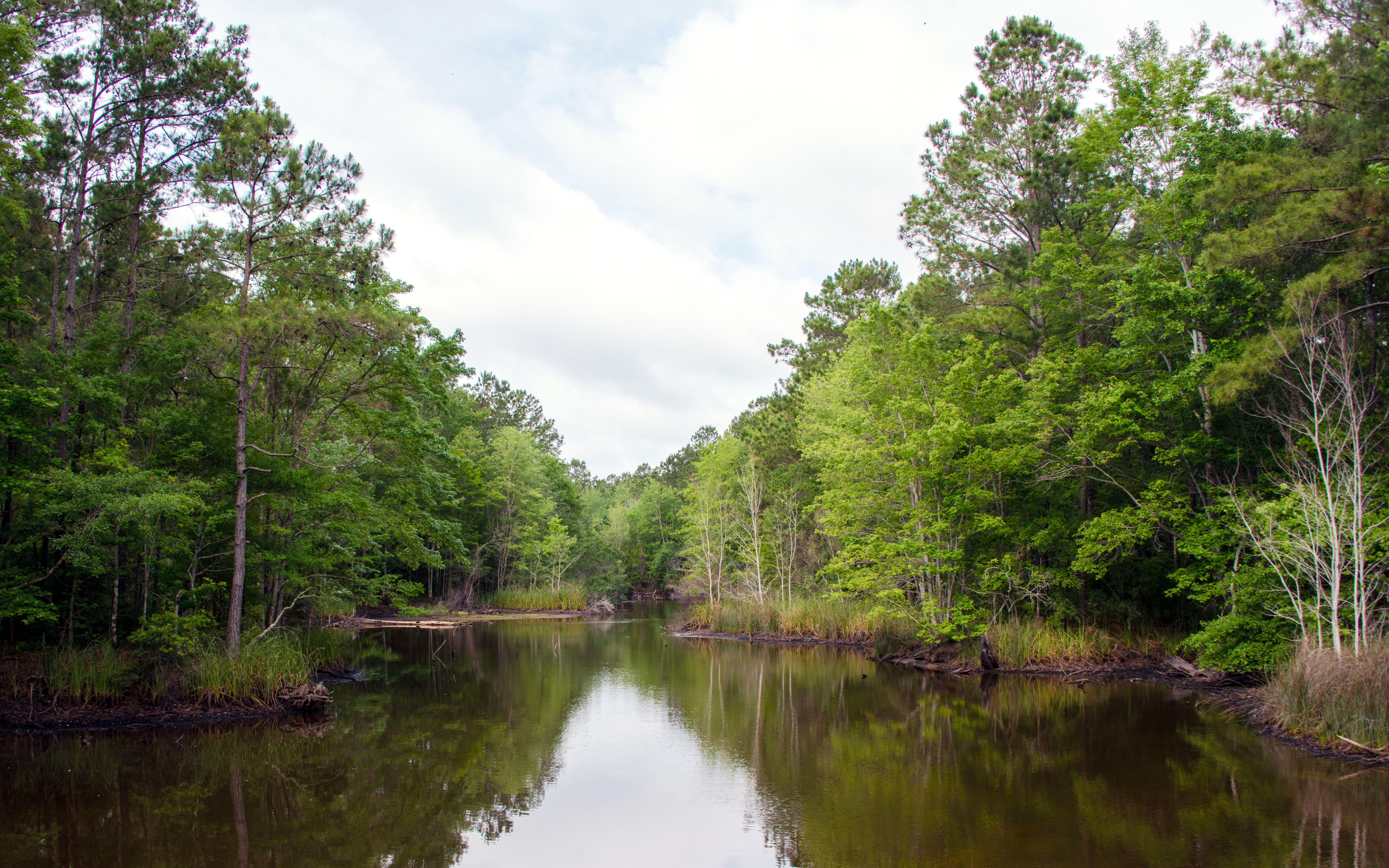 Hike the South Tibwin Trail, McClellanville, South Carolina