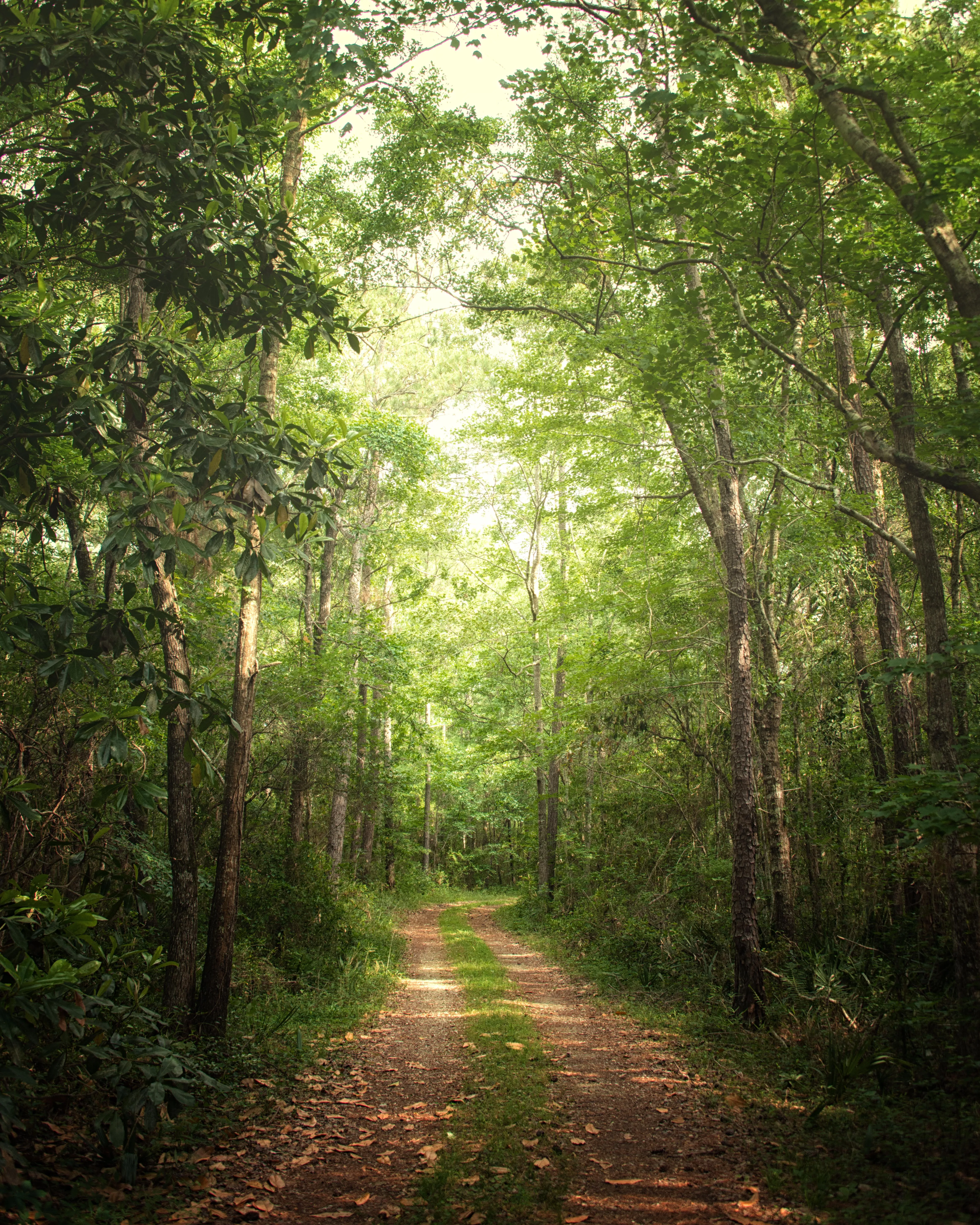 Hike the South Tibwin Trail
