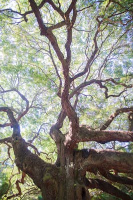Photograph Angel Oak