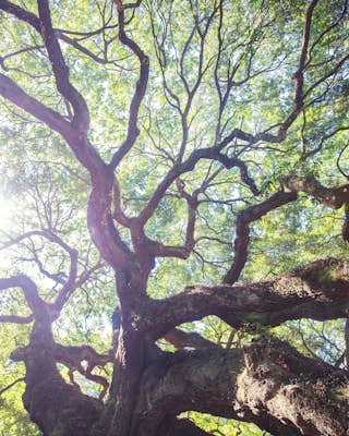Photograph Angel Oak