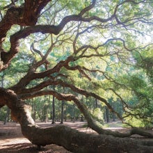 Photograph Angel Oak