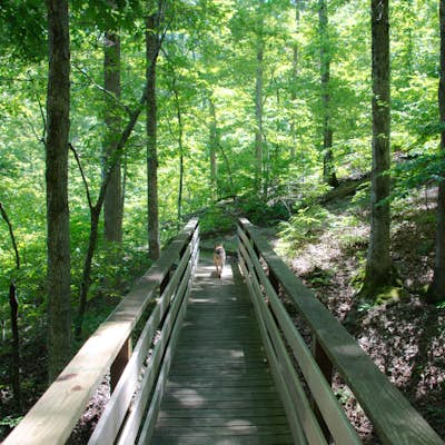 Hike the Caddo Bend Trail