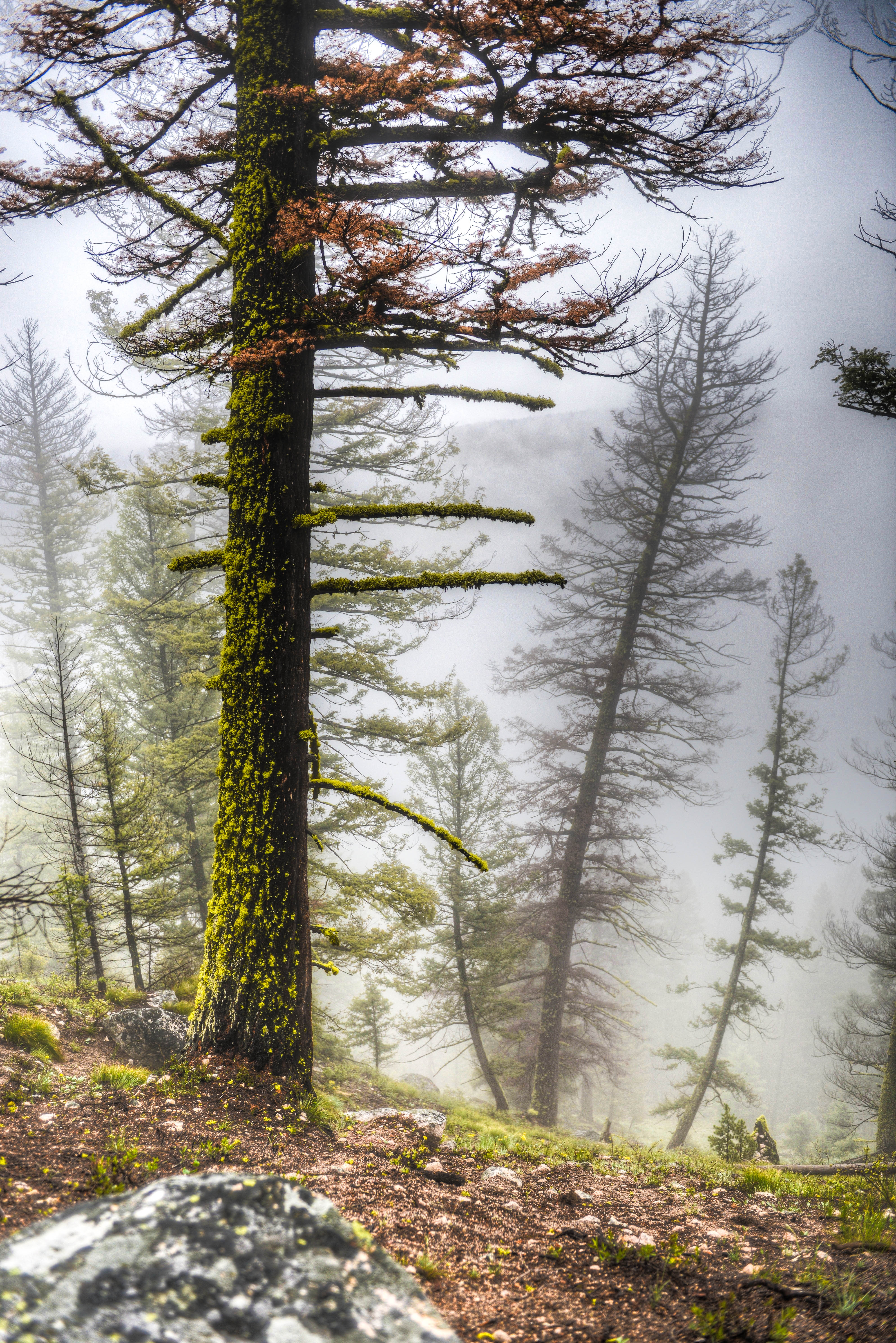 Bench Lakes Trail