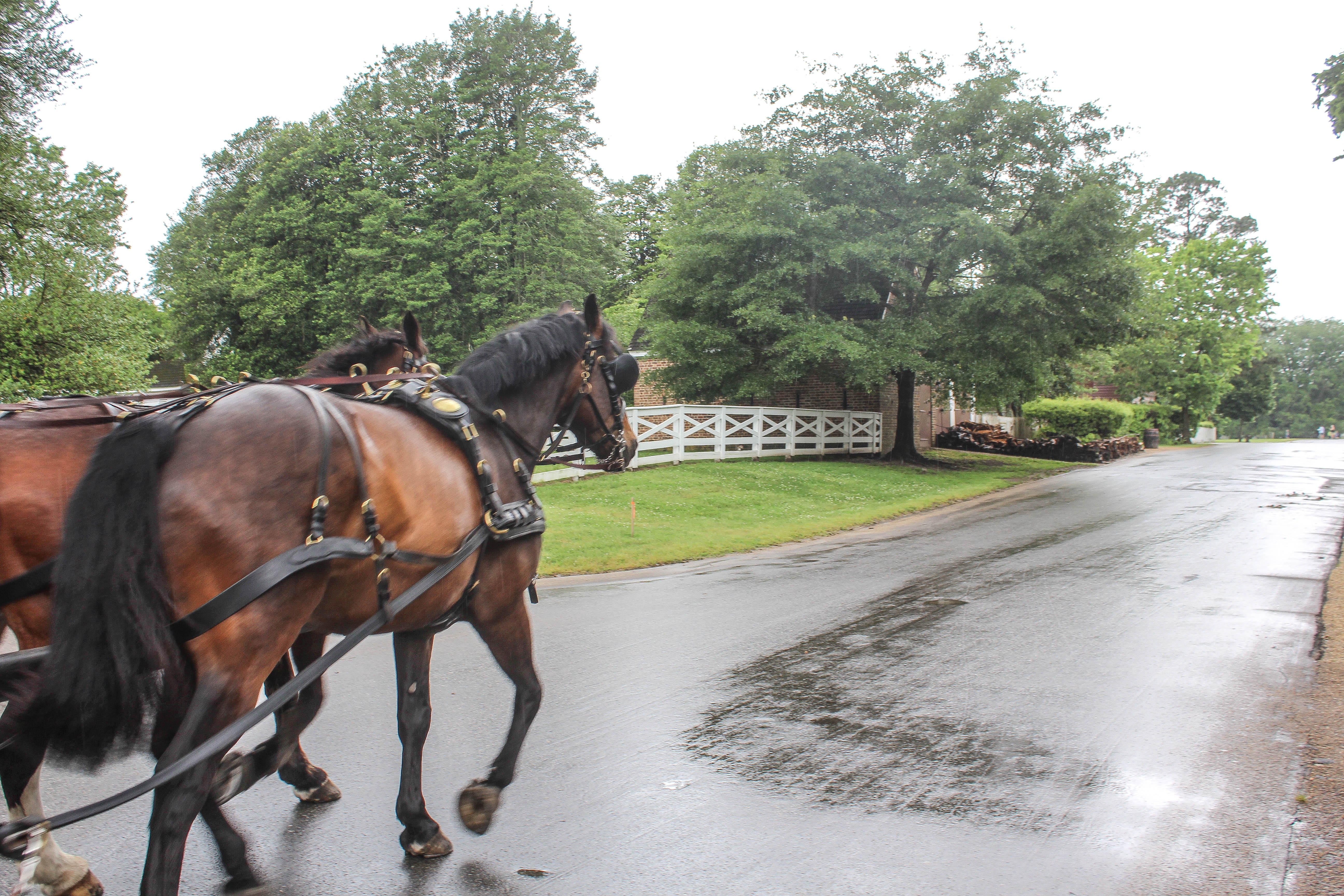 Visit Colonial Williamsburg