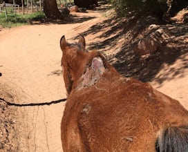 Putting An End To Animal Abuse At Havasu Falls