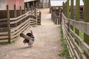 Tilden Little Farm