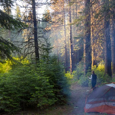 Camp at Algoma Campground in the Shasta-Trinity National Forest 