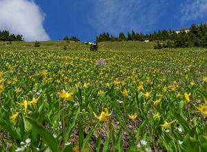 In Search Of Glacier Lilies