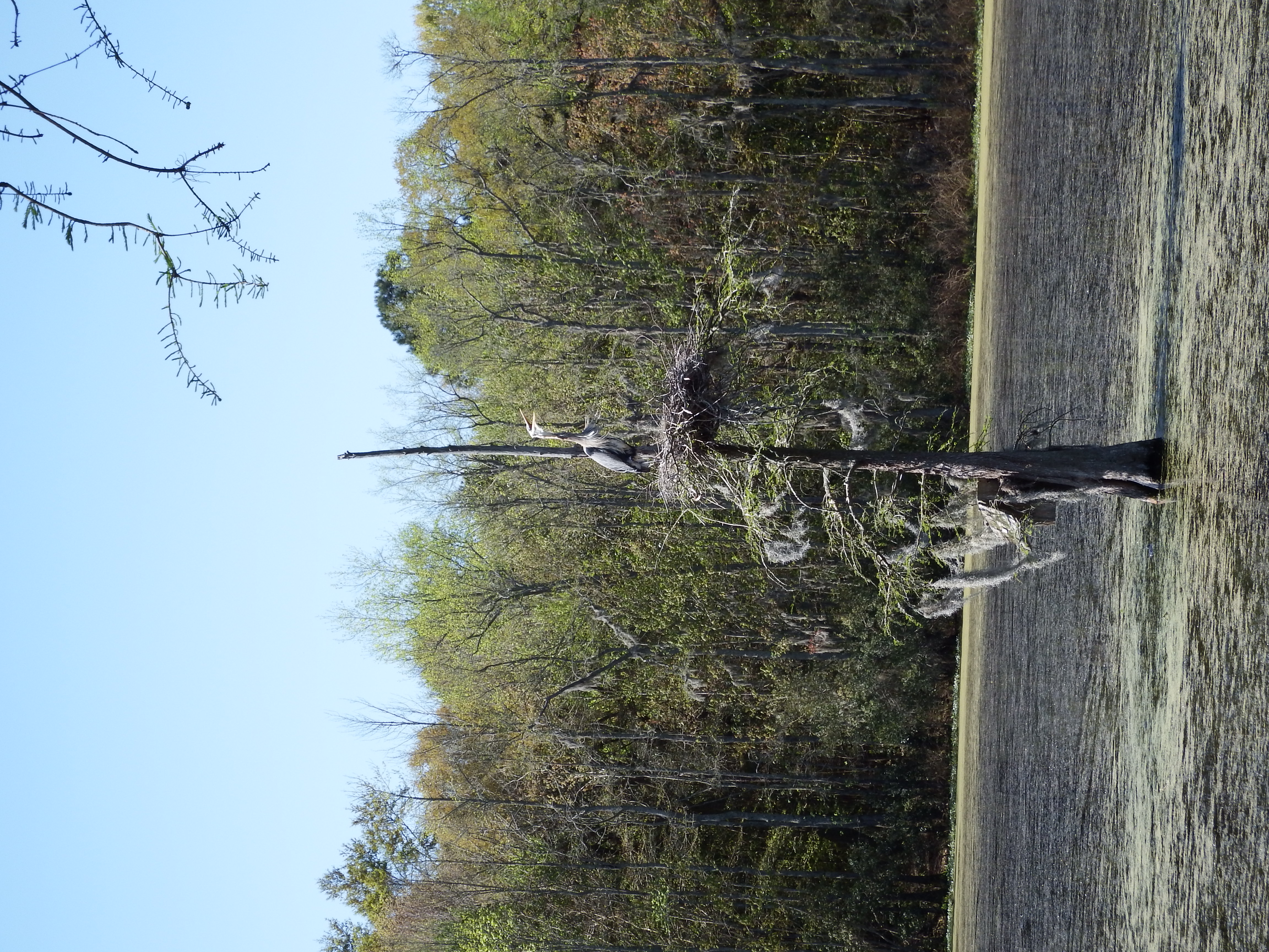 Magnolia Plantation and Gardens