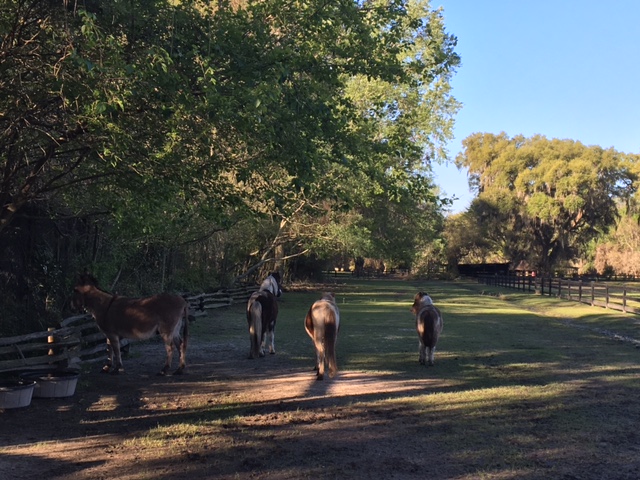 Magnolia Plantation and Gardens