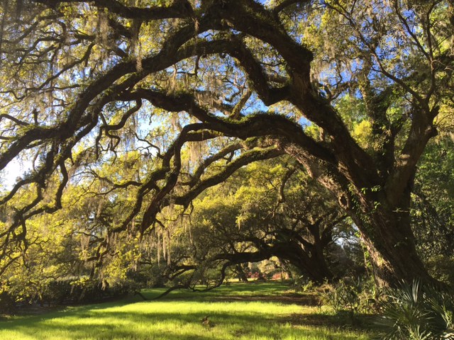Magnolia Plantation and Gardens