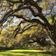Explore Magnolia Plantation and Gardens