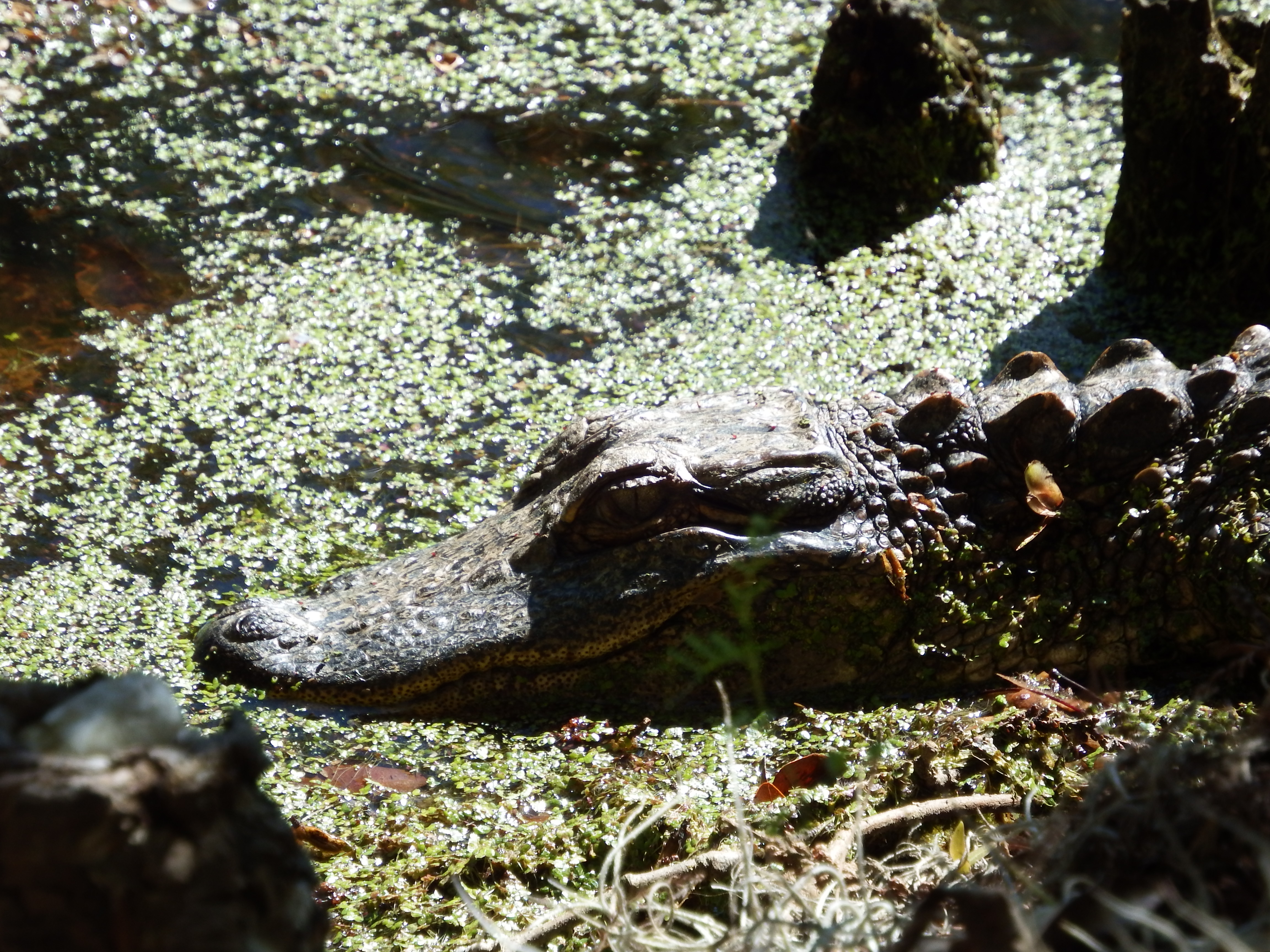 Magnolia Plantation and Gardens