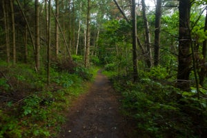 Hike the Rainbow Loop in Settlers Cabin