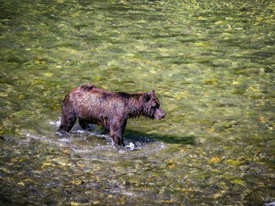 Explore Pack Creek and Photograph Alaskan Brown Bears
