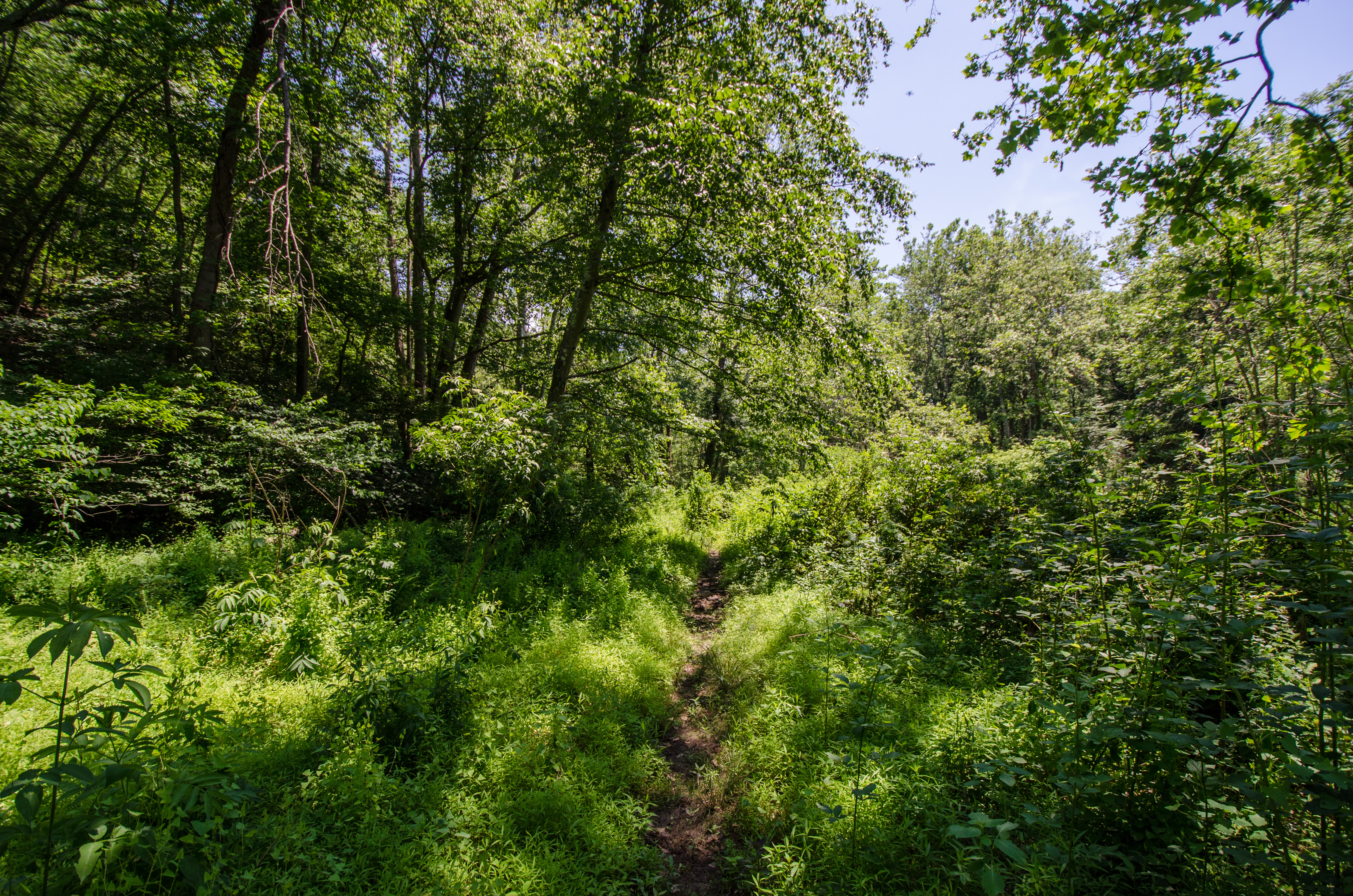 Hike Hemlock Gorge 