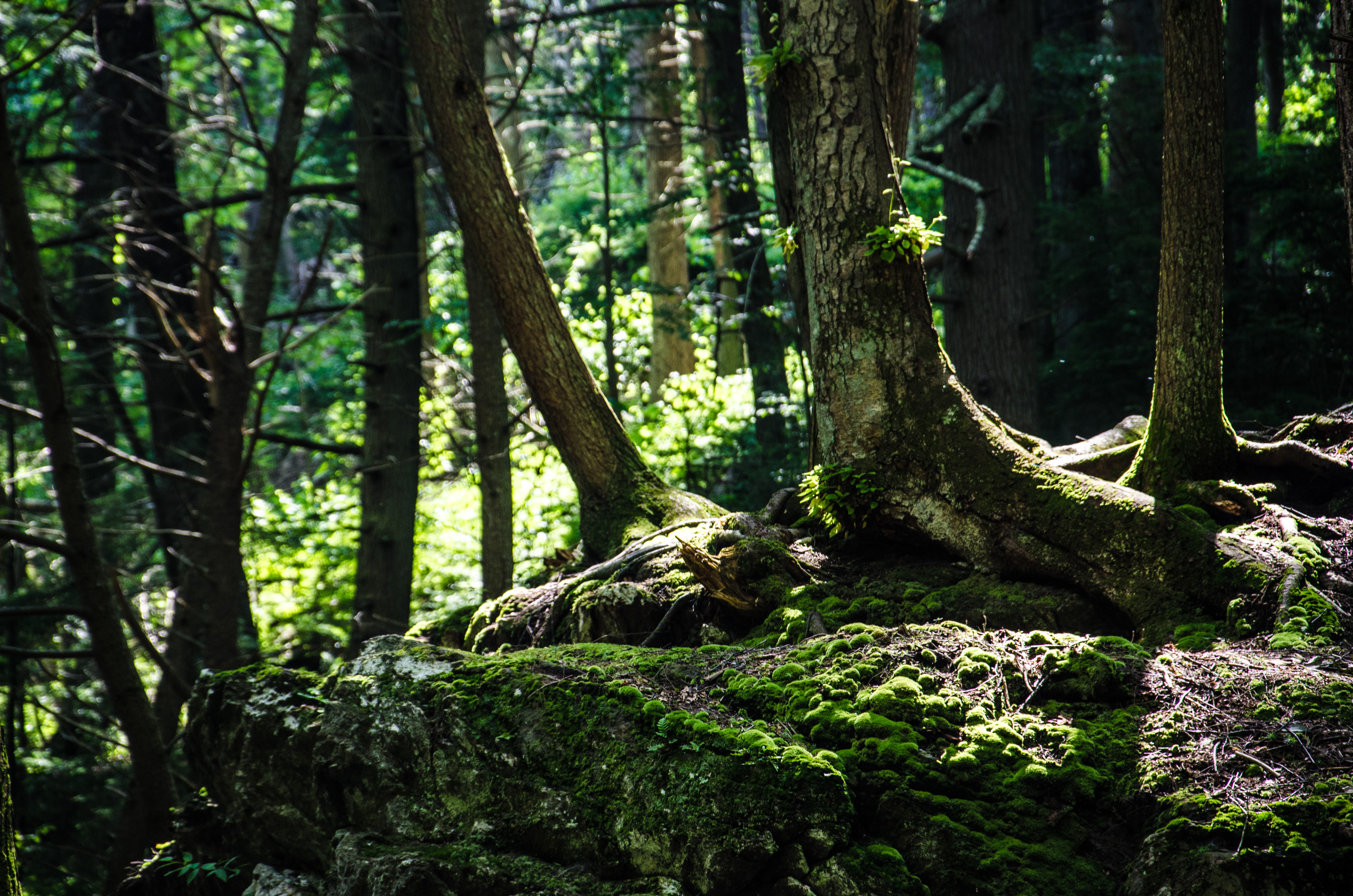 Hike Hemlock Gorge 
