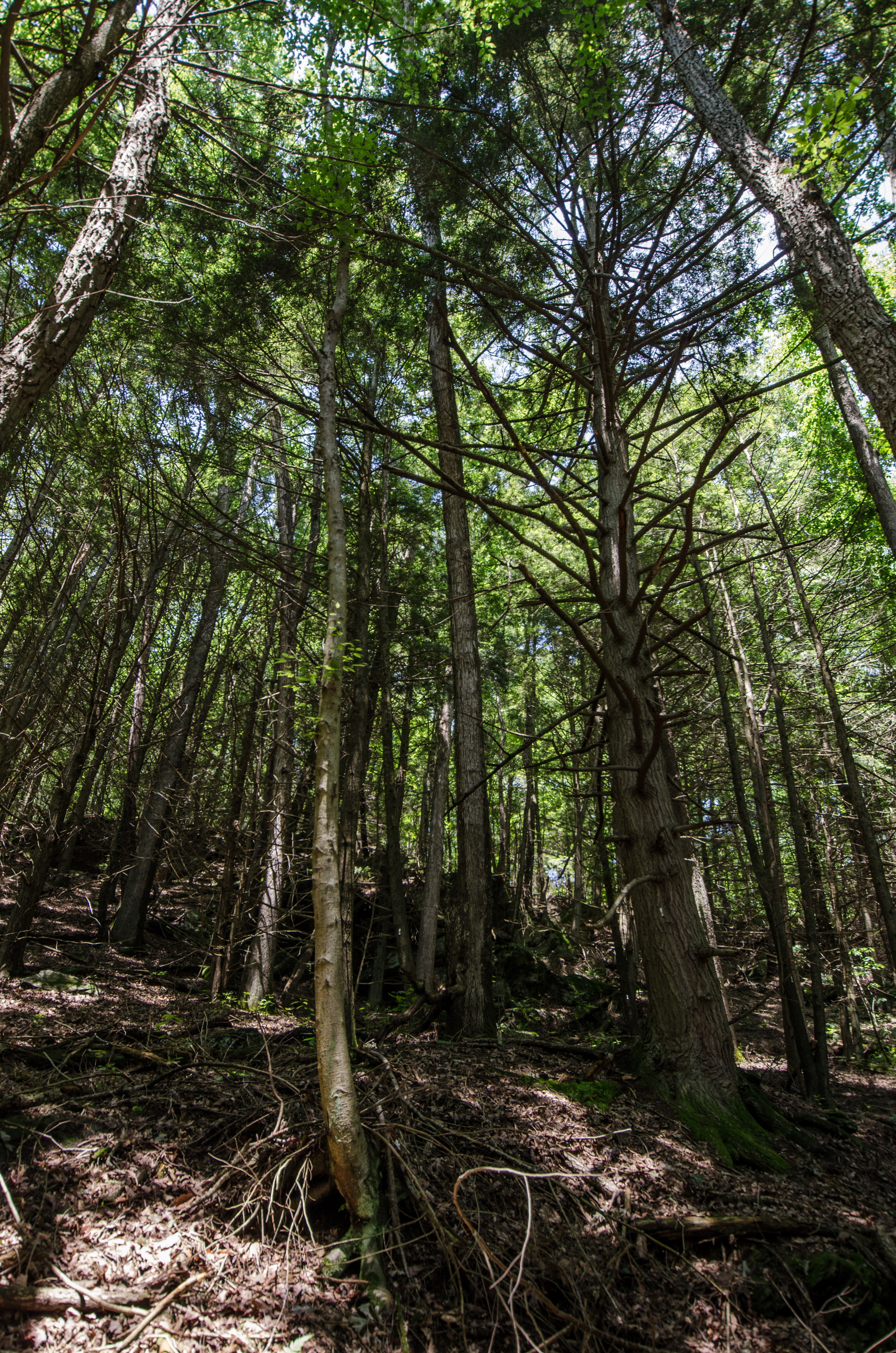 Hike Hemlock Gorge 