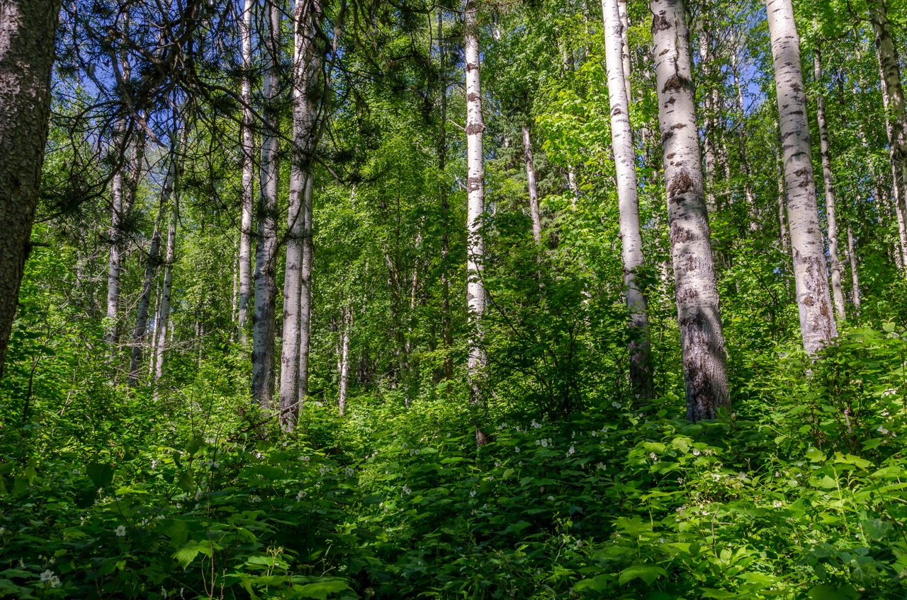 Fort George Canyon Trail