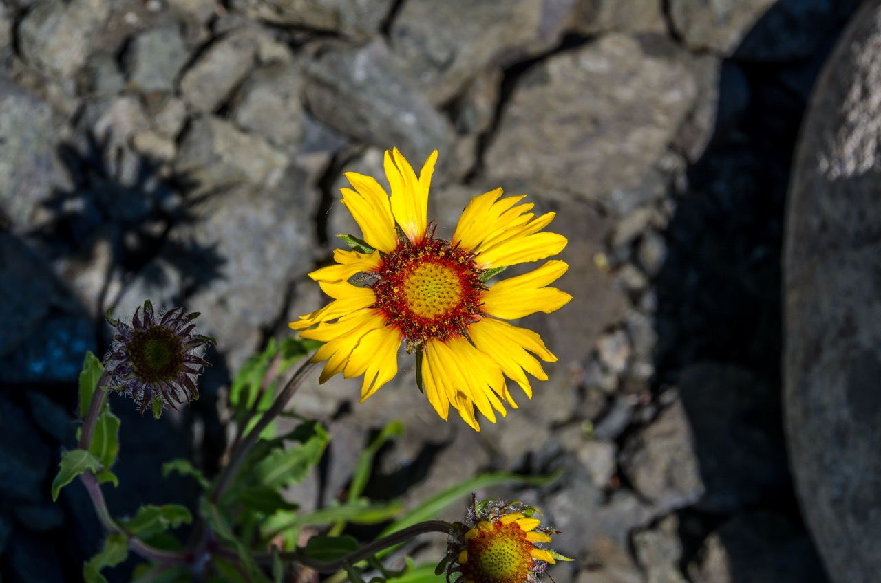 Fort George Canyon Trail