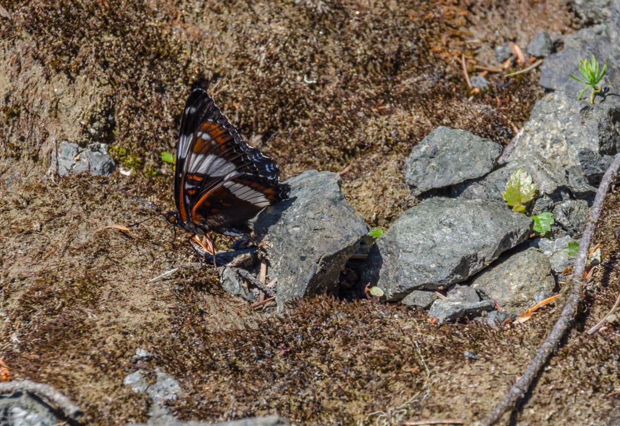 Fort George Canyon Trail