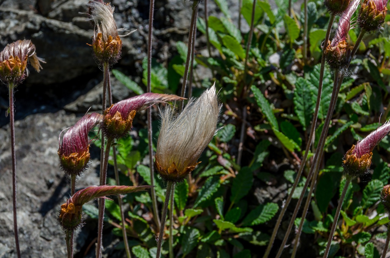 Fort George Canyon Trail